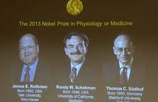 揭开细胞“货运”之谜：解读2013诺贝尔奖